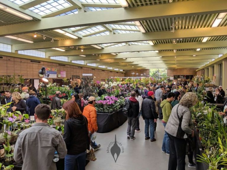 AboutOrchids » Blog Archive » Pacific Orchid Expo 2019
