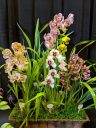 Cymbidium hybrid flowers and leaves, orchid flowers, Pacific Orchid Expo 2020, Hall of Flowers, Golden Gate Park, San Francisco, California