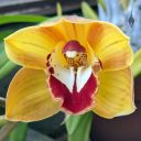 Cymbidium hybrid orchid flower, gold white and deep red flower, grown outdoors in Pacifica, California