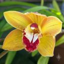 Cymbidium hybrid orchid flower, gold white and deep red flower, flower with water drops, grown outdoors in Pacifica, California
