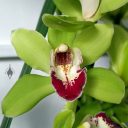 Cymbidium hybrid orchid flower, green white and deep red flower, grown outdoors in Pacifica, California