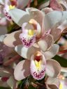 Cymbidium hybrid orchid flowers, pink white yellow and reddish-purple flower, flowers with water drops, grown outdoors in Pacifica, California