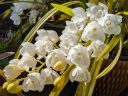 Cymbidium hybrid orchid flowers, white flowers and buds with water drops, many flowers on a spike, grown outdoors in Pacifica, California