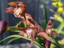 Cymbidium tracyanum, orchid species flowers, purplish-red white and yellow flowers with spots and stripes, grown outdoors in Pacifica, California