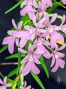 Epidendrum centropetalum, AKA Oerstedella centradenia, orchid species flowers, Pacific Orchid Expo 2020, Hall of Flowers, Golden Gate Park, San Francisco, California