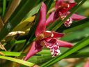 Maxillaria tenuifolia, Coconut Orchid, orchid species flower, fragrant flower, grown indoors in Pacifica, California