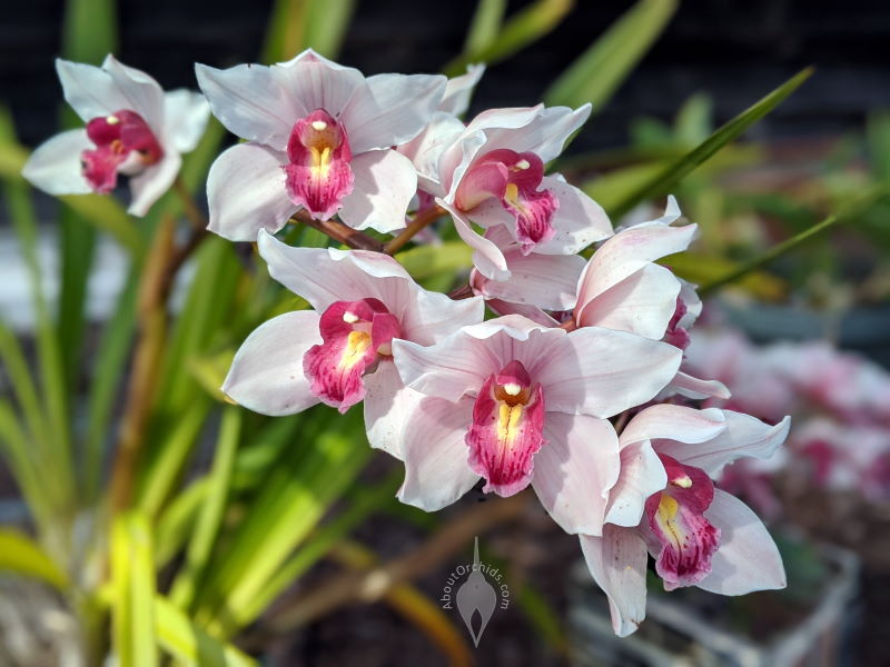Sneaky orchids and their pollination tricks