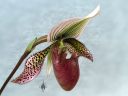 Paphiopedilum, orchid hybrid flower, Paph, Lady Slipper, grown indoors in Pacifica, California