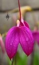 Masdevallia coccinea, orchid species flower, bright pink flower, flower with water drops, grown outdoors in Pacifica, California