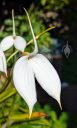 Masdevallia coccinea alba 'Blanca', orchid species flower, white flower, grown outdoors in Pacifica, California