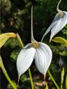 Masdevallia coccinea alba 'Blanca', orchid species flower, white flower, flower with water drops, grown outdoors in Pacifica, California