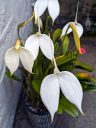 Masdevallia coccinea alba 'Blanca', orchid species flowers and buds, white flowers, grown outdoors in Pacifica, California