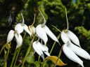 Masdevallia coccinea alba 'Blanca', orchid species flowers, white flowers, grown outdoors in Pacifica, California