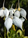 Masdevallia coccinea alba 'Blanca', orchid species flowers, white flowers, grown outdoors in Pacifica, California