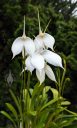 Masdevallia coccinea alba 'Blanca', orchid species flowers and leaves, white flowers, grown outdoors in Pacifica, California
