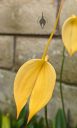 Masdevallia coccinea var. xanthina 'M Wayne Miller' AM/AOS, orchid species flower, yellow flower, grown outdoors in Pacifica, California