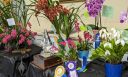 Peninsula Orchid Society Show display table, Peninsula Orchid Society and Gold Coast Cymbidium Society Show, San Mateo, California