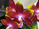 Phalaenopsis Tying Shin Fly Eagle 'Wilson #66', orchid hybrid flower, Phal, Moth Orchid, red yellow and purple flower, Peninsula Orchid Society and Gold Coast Cymbidium Society Show, San Mateo, California