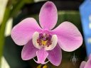 Phalaenopsis schilleriana 'Rose Perfume', orchid species flower, Moth Orchid, Phal, Peninsula Orchid Society and Gold Coast Cymbidium Society Show, San Mateo, California