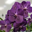 Vanda Pachara Delight, orchid hybrid flowers, large purple flowers, Peninsula Orchid Society and Gold Coast Cymbidium Society Show, San Mateo, California