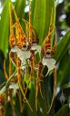 Brassia glumacea, orchid species flowers, Spider Orchid, United States Botanic Garden, orchid glasshouse, United States Capitol, Washington DC