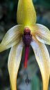 Bulbophyllum echinolabium, orchid species flower, close up of flower lip, weird flower, United States Botanic Garden, orchid glasshouse, United States Capitol, Washington DC