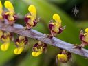 Bulbophyllum falcatum 'Standing Tall', orchid species flowers, weird flowers, tiny flowers, Peninsula Orchid Society and Gold Coast Cymbidium Society Show, San Mateo, California