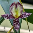 Bulbophyllum macranthum, orchid species flower, United States Botanic Garden, orchid glasshouse, United States Capitol, Washington DC