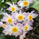 Dendrobium Mousmee, orchid hybrid flowers, United States Botanic Garden, orchid glasshouse, United States Capitol, Washington DC