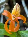Dendrobium unicum, orchid species flower, orange purple and white flower, United States Botanic Garden, orchid glasshouse, United States Capitol, Washington DC