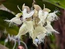 Epidendrum ilense, orchid species flowers, white flowers with fringed lips, United States Botanic Garden, orchid glasshouse, United States Capitol, Washington DC