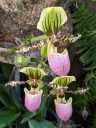 Paphiopedilum victoria-regina, Lady Slipper orchid flowers, orchid species flowers, Paph, United States Botanic Garden, orchid glasshouse, United States Capitol, Washington DC