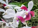 Phalaenopsis tetraspis, Moth Orchid species flowers, Phal, white purple and yellow flowers, United States Botanic Garden, orchid glasshouse, United States Capitol, Washington DC