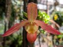 Phragmipedium Inca Embers, orchid hybrid flower, Phrag, Lady Slipper orchid, red and yellow flower, United States Botanic Garden, orchid glasshouse, United States Capitol, Washington DC