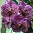 Vanda Pure's Wax 'Carmela', orchid hybrid flowers, large purple flowers, United States Botanic Garden, orchid glasshouse, United States Capitol, Washington DC