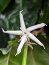 Coffea arabica, coffee plant, white star-shaped flower, United States Botanic Garden, United States Capitol, Washington DC