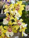 Colmanara Bobcat, orchid hybrid flowers, oncidium hybrid, yellow flowers, Orchids in the Park, Golden Gate Park, San Francisco, California