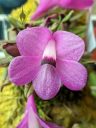 Dendrobium cuthbertsonii, orchid species flower, miniature orchid, purple flower, Orchids in the Park, Golden Gate Park, San Francisco, California