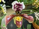 Paphiopedilum Via Del Rey, orchid hybrid flower, Lady Slipper orchid, Paph, Orchids in the Park 2023, Golden Gate Park, San Francisco, California