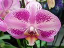 Moth Orchid, Phal, Phalaenopsis orchid hybrid flower, purple pink white and yellow flower, Orchids in the Park, Golden Gate Park, San Francisco, California