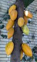 Theobroma cacao, chocolate, yellow cacao pods attached to tree trunk, Garden Court, United States Botanic Garden, United States Capitol, Washington DC