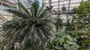 Tropics House, glasshouse with large tropical plants, palm tree, United States Botanic Garden, United States Capitol, Washington DC