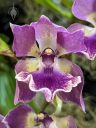 Zygonisia Murasakikomachi x Zygopetalum Jumpin Jack 'K', orchid hybrid flower, Zygo, purple and white flower with wavy lip, Orchids in the Park, Golden Gate Park, San Francisco, California