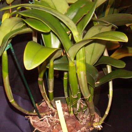Cattleya pseudobulbs