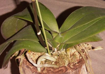 Phalaenopsis leaves and roots